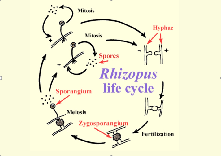 rhizopus life cycle