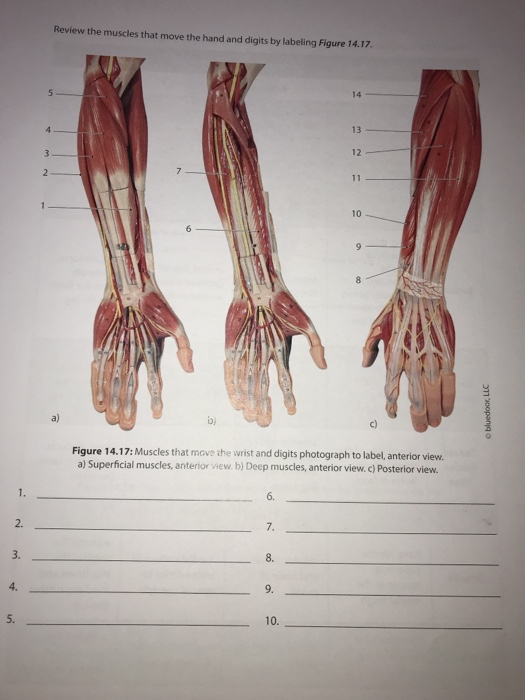 Gross Anatomy Of Skeletal Muscle - Anatomical Charts & Posters