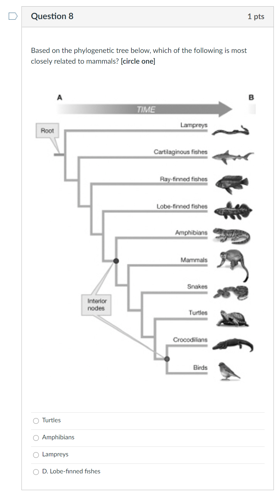 Solved Question 7 1 pts In the phylogeny below, which | Chegg.com