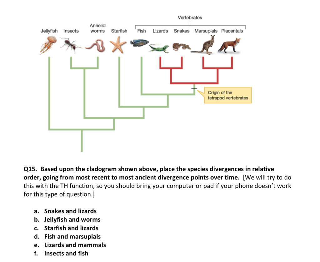 Solved Vertebrates Annelid Jellyfish Insectsworms