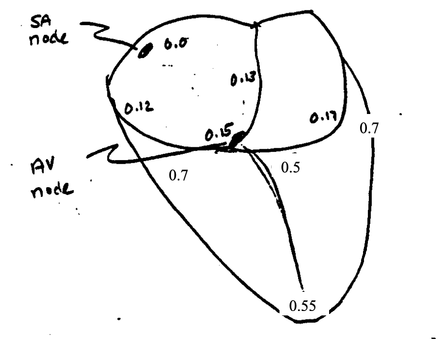 solved-you-are-studying-the-heart-of-a-strange-chegg