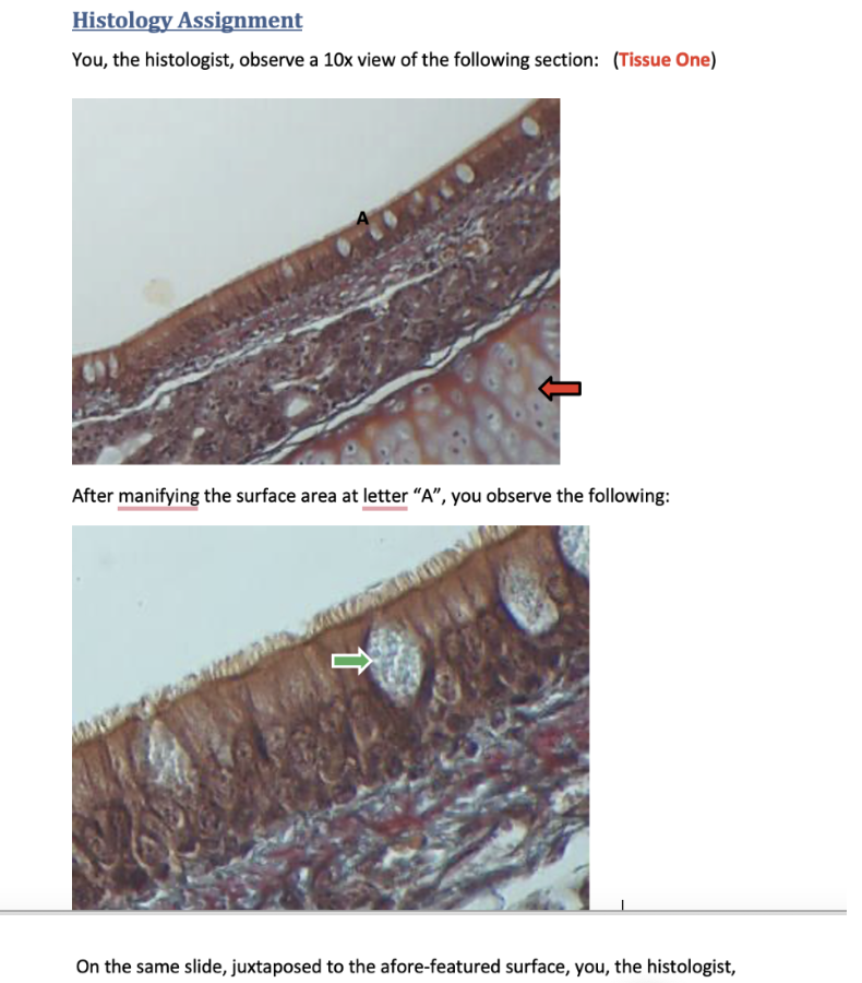 Histology Assignment
You, the histologist, observe a 10x view of the following section: (Tissue One)
After manifying the surf