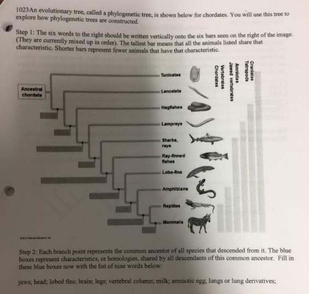 Solved 1023An evolutionary tree, called a tree,