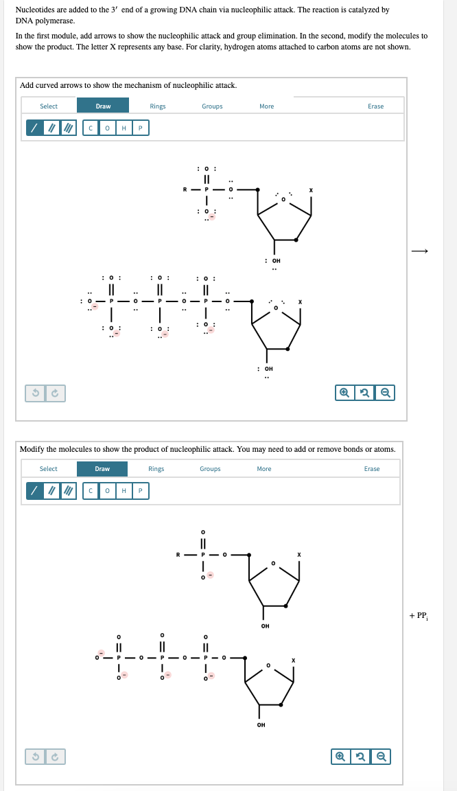 Solved Nucleotides Are Added To The 3' End Of A Growing DNA | Chegg.com