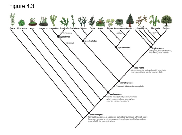 Solved Figure 4.3 Chara Liverworts Moss Hornworts Lycopodium