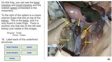 frog dissection spleen