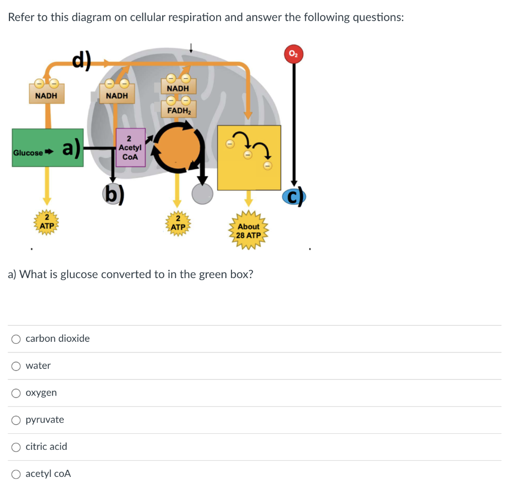 Solved Refer to this diagram on cellular respiration and | Chegg.com
