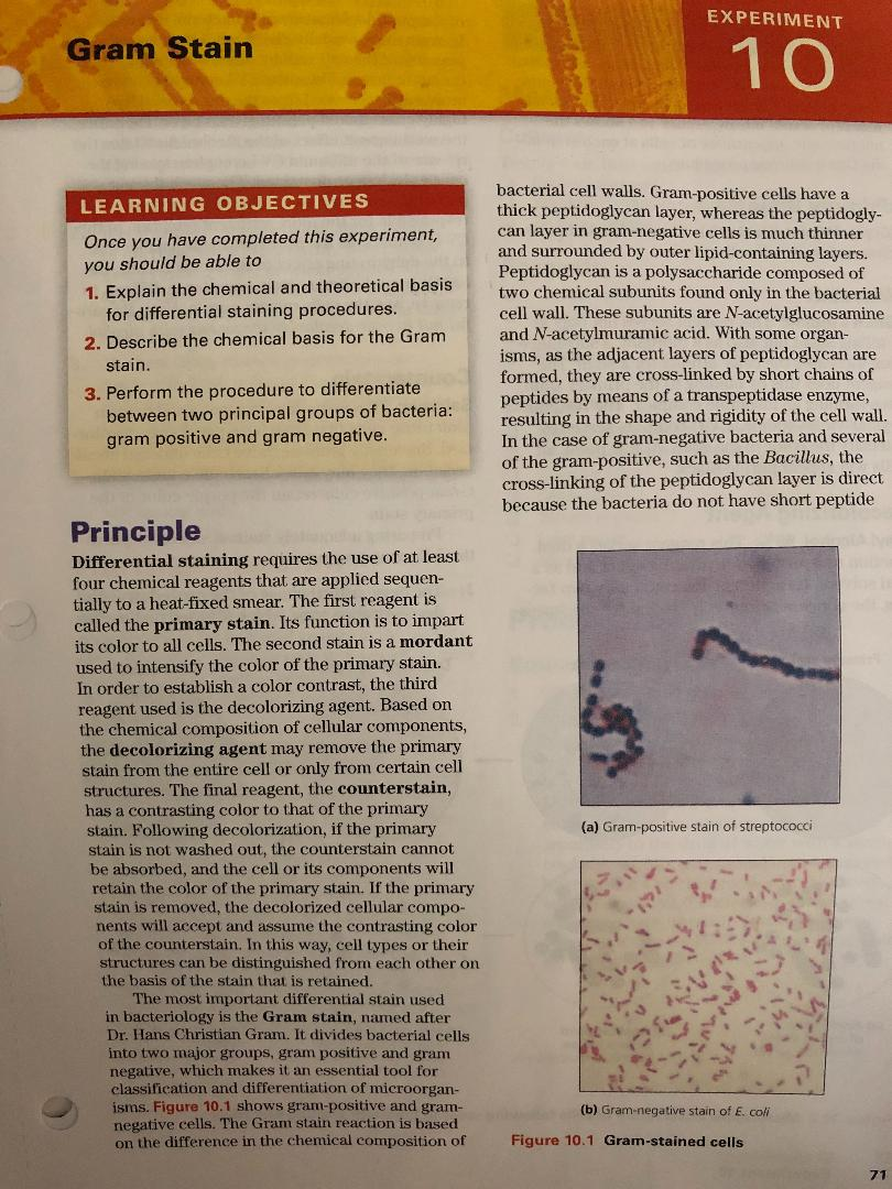 E.coli water test picture