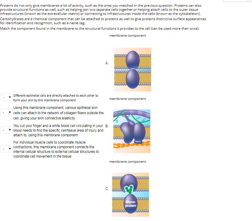 Proteins Do Not Only Give Membranes A Lot Of Chegg Com