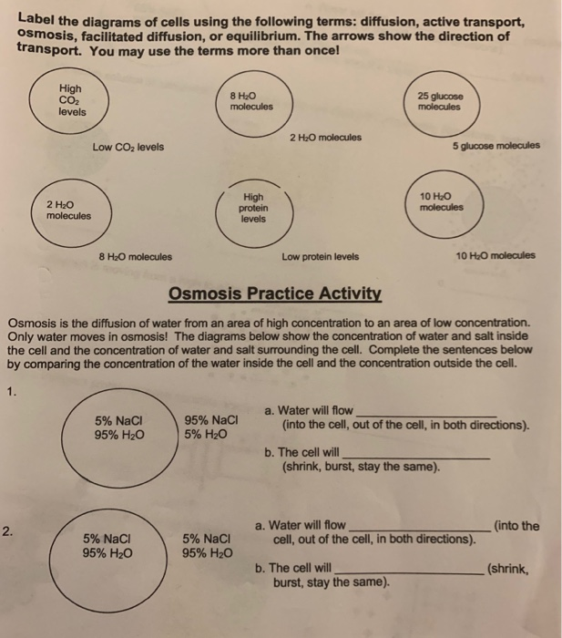 Solved Label the diagrams of cells using the following