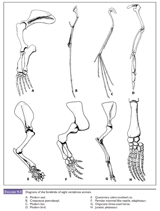 Solved: 1. Various Bones Are Identified On The Skeleton Of... | Chegg.com
