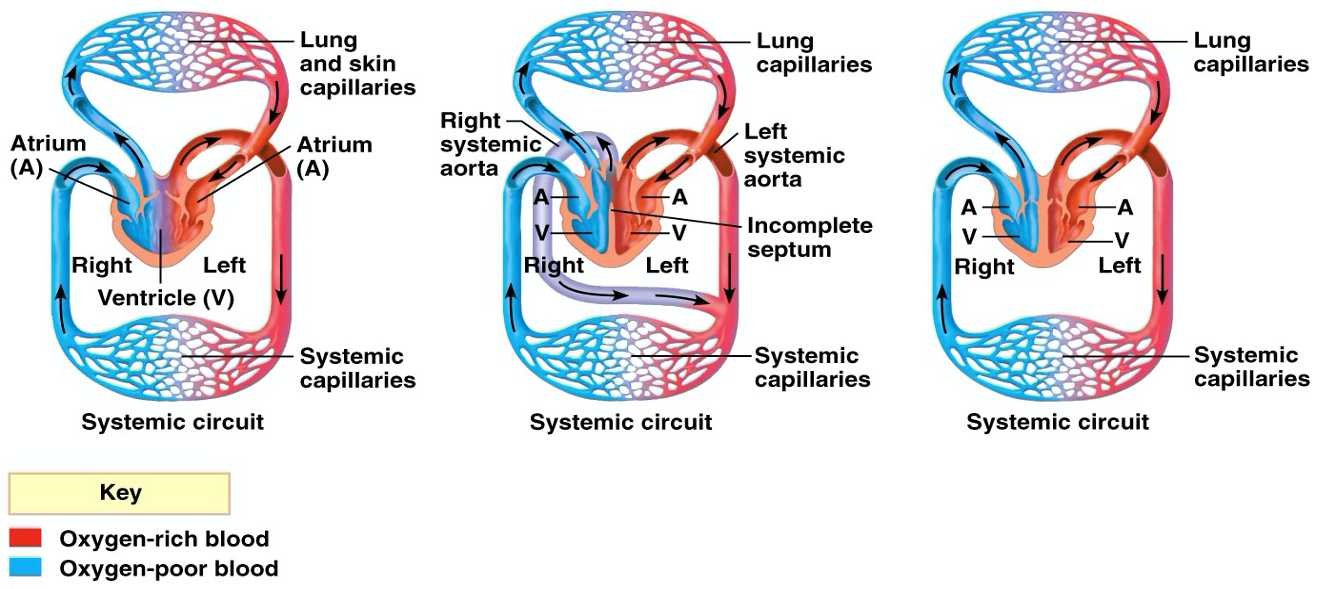 reptiles circulatory system