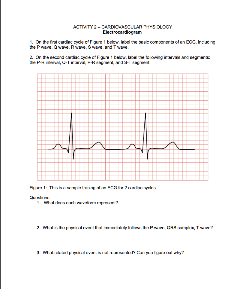 solved-activity-2-cardiovascular-physiology-chegg