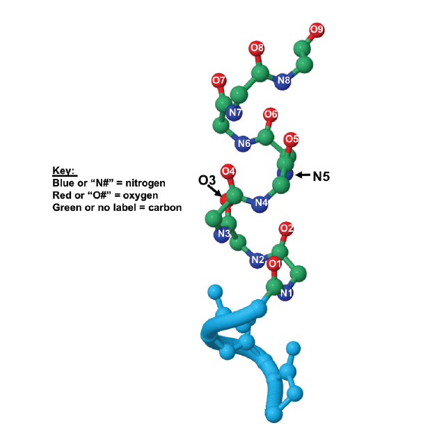 Solved Below is a figure of the α-helix you studied in the | Chegg.com