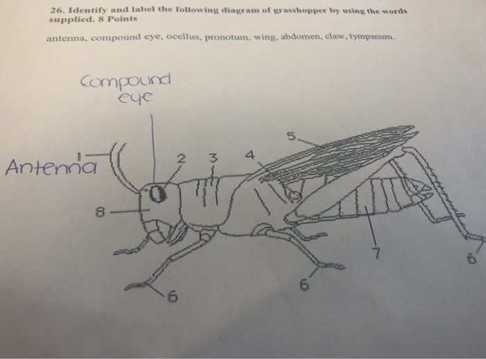 Solved 26. Identify and label the following diagram of