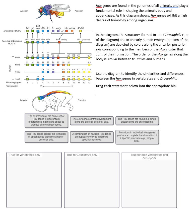 Solved Anterior Posterior Hox Genes Are Found In The Genomes Chegg Com