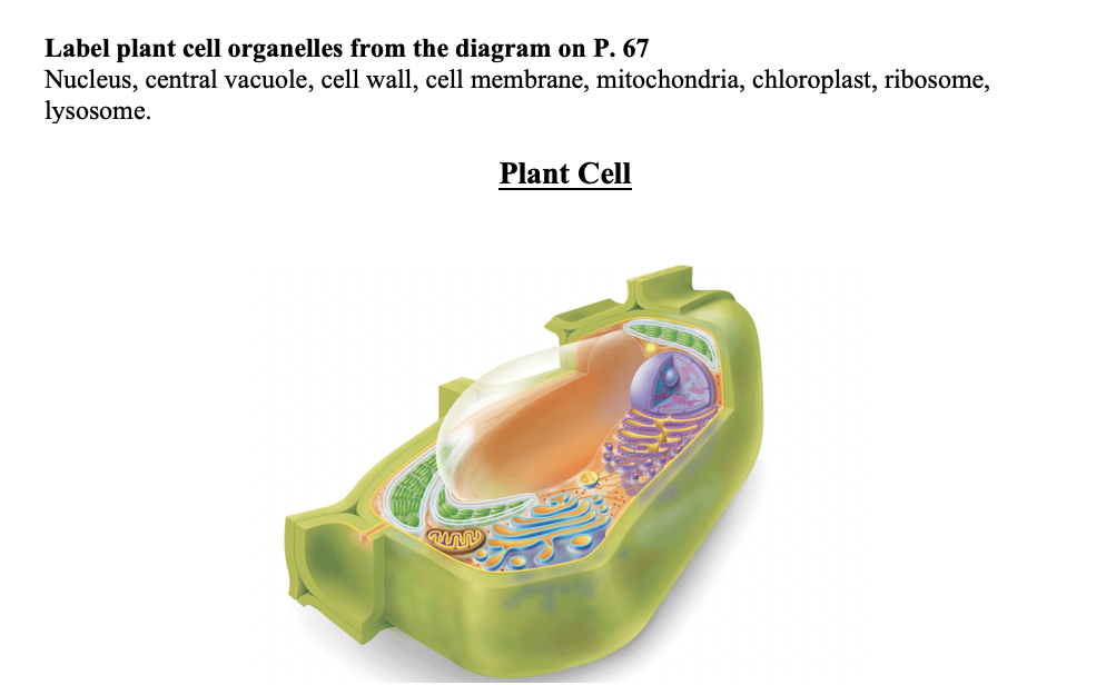 vacuole cell