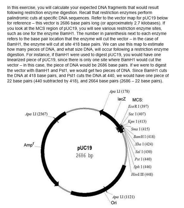 Solved Main concepts: Use the plasmid map for pUC19 (in your | Chegg.com