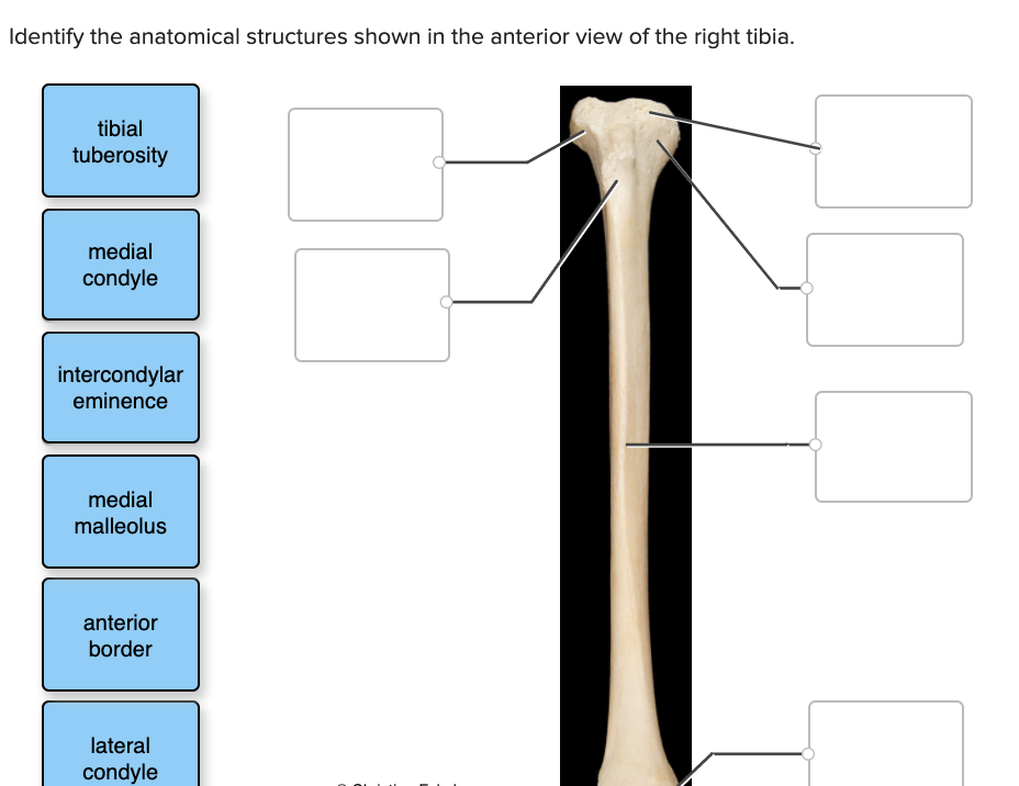 right tibia