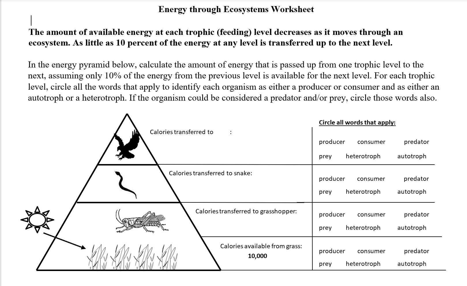 Solved Energy through Ecosystems Worksheet The amount of