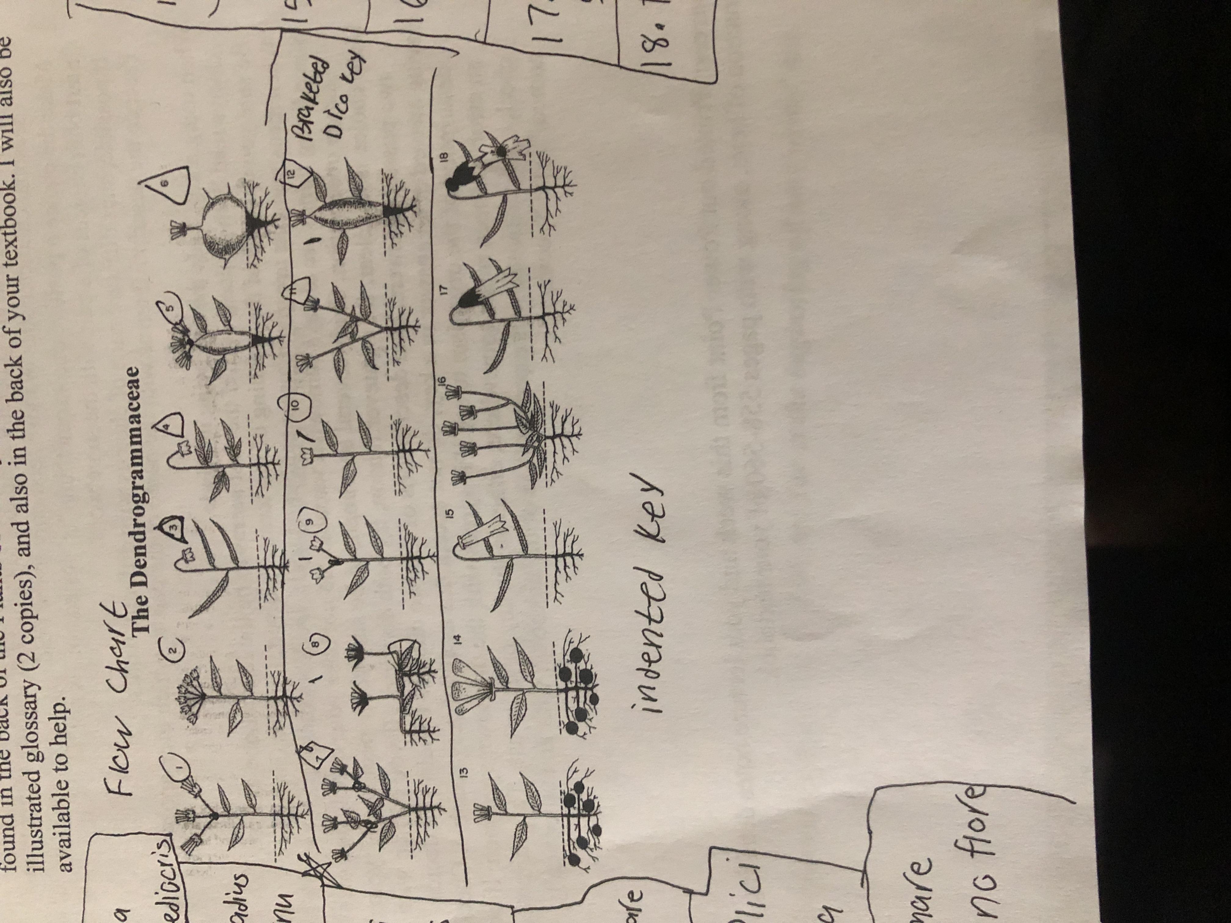 Solved how do i make an indented dichotomous key for the | Chegg.com