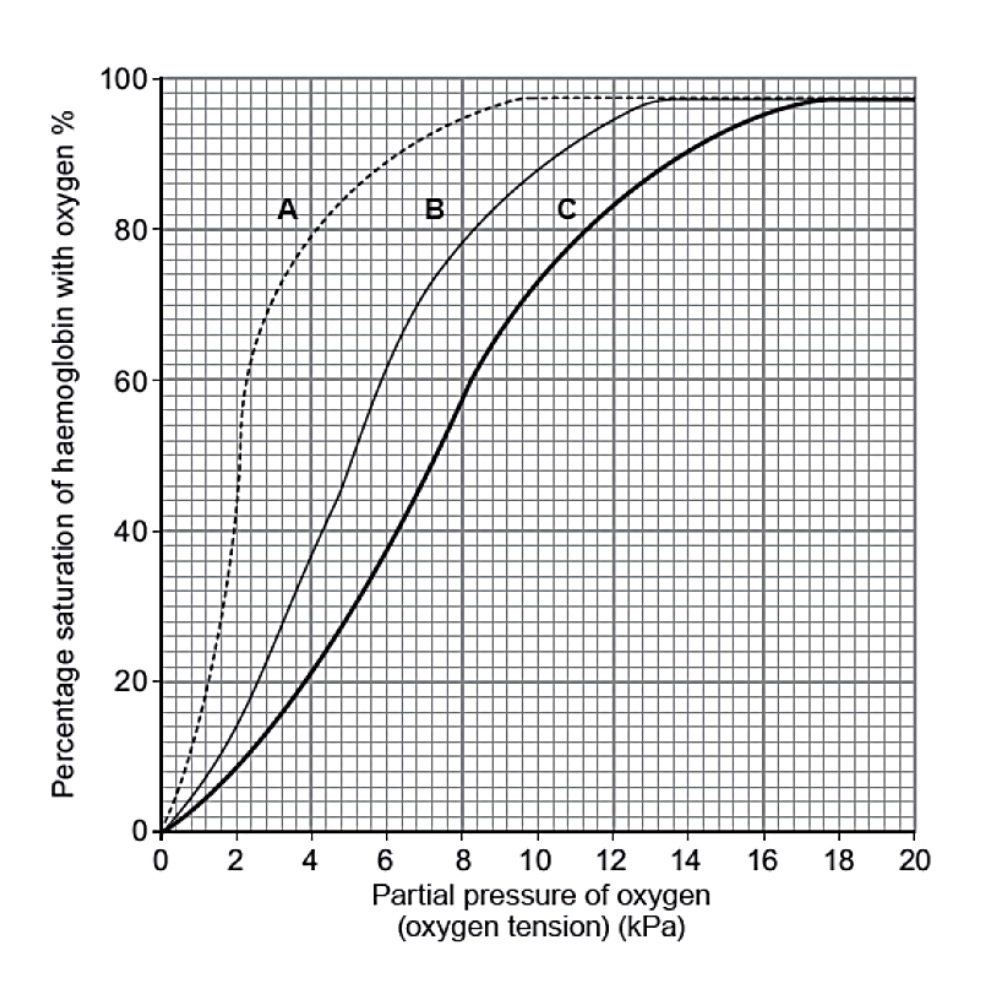 Solved The Graph In The Below Shows The Oxygen Dissociation