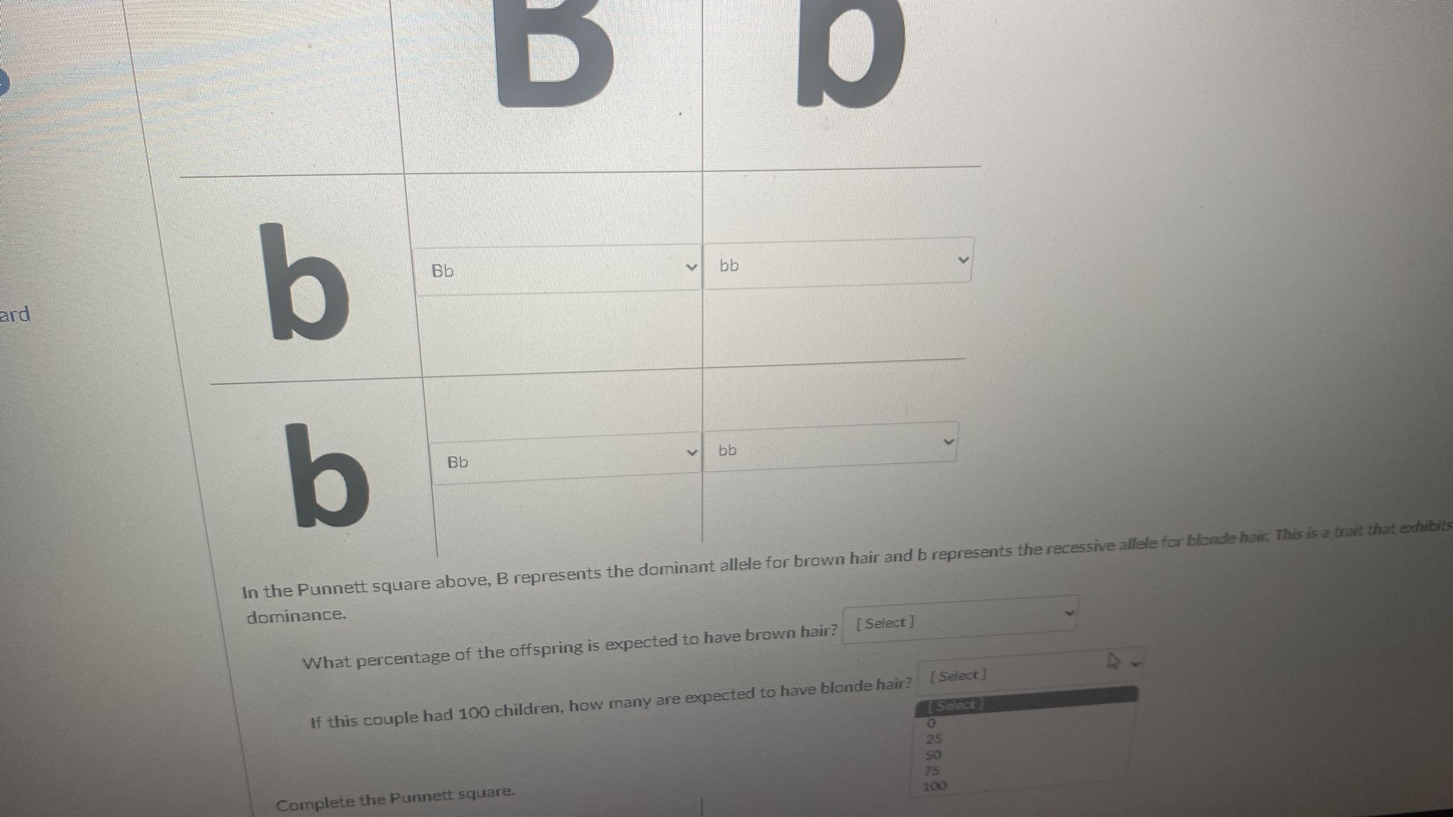 Solved In The Punnett Square Above, B Represents The | Chegg.com