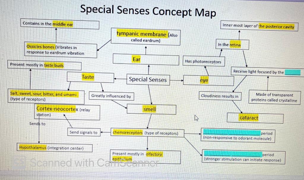 Solved Special Senses Concept Map Contains in the middle ear | Chegg.com