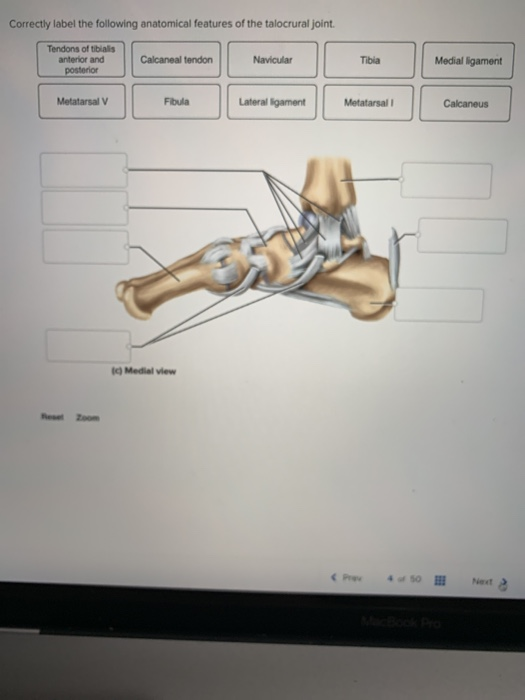 Solved Correctly label the following anatomical features of | Chegg.com
