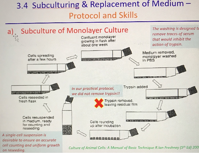 MCT Topic  (Subculturing and replacement of Medium) Flashcards |  