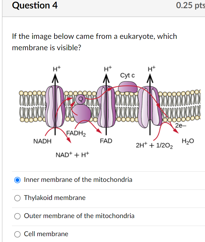 Solved If the image below came from a eukaryote, which | Chegg.com