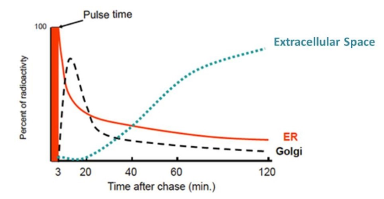 pulse chase experiment graph