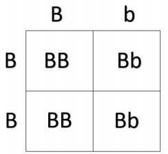 Solved The allele for brown eye color is dominant to blue | Chegg.com