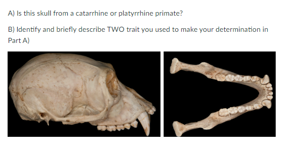 How Do You Solve A Problem Like Dhaaruni? — The skeleton on the