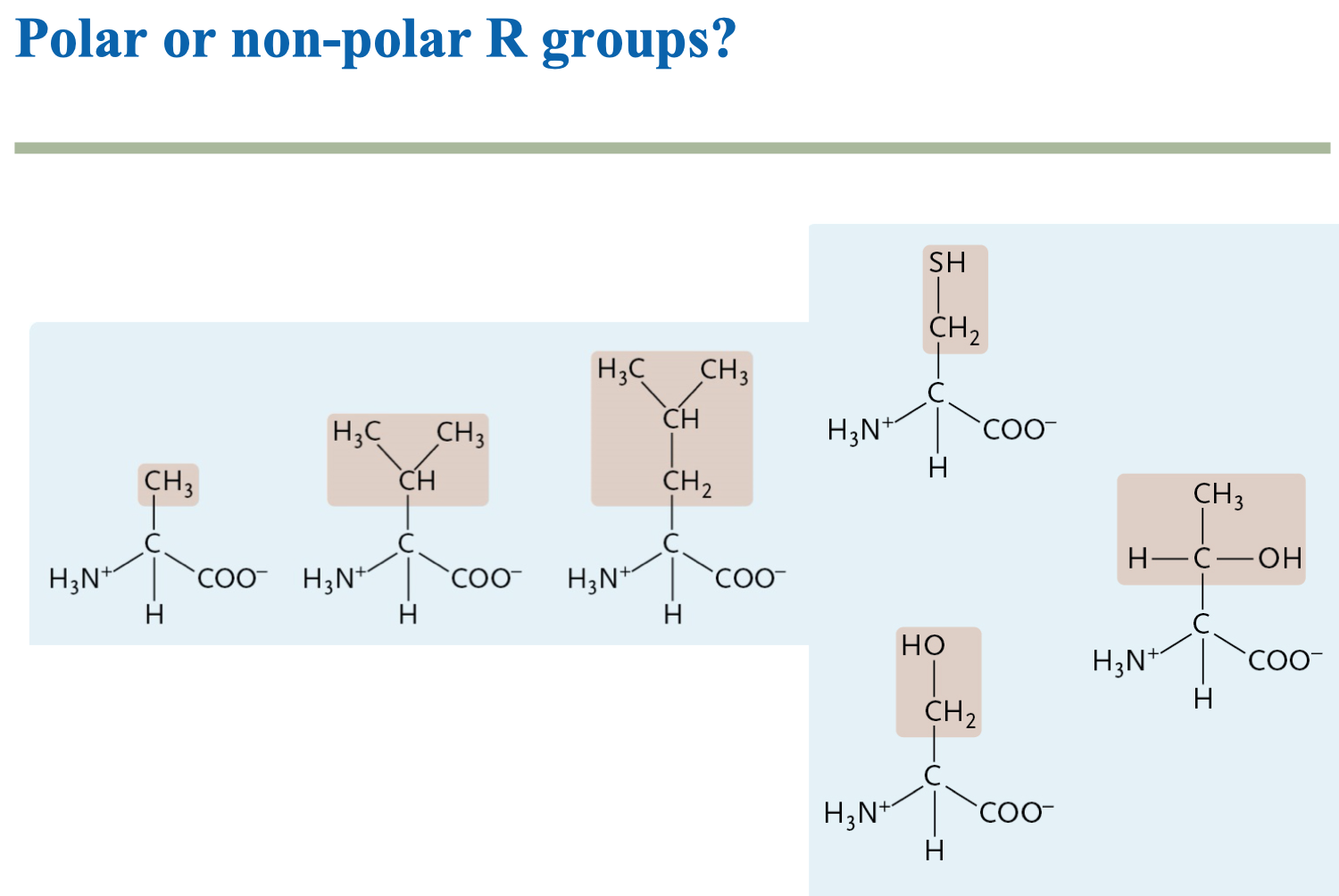 Polar or non-polar R groups?SH CH₂ H3C CH3 CH N+H3C CH3 coo СН3 C...