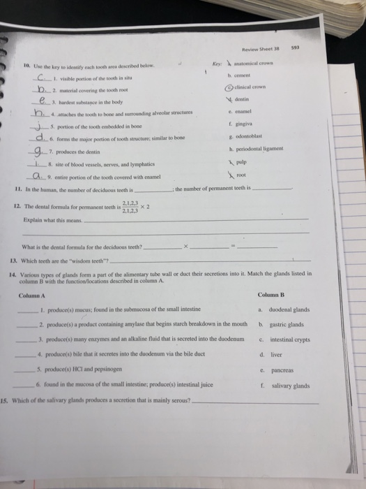 Solved 593 Review Sheet 38 λ anatomica, crown 1o. Use the | Chegg.com