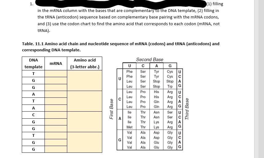 Solved 1 1 Filling In The Mrna Column With The Bases T Chegg Com