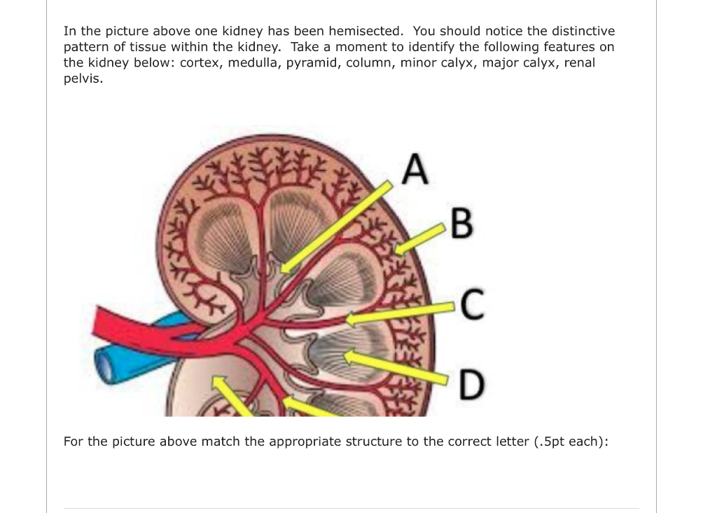 In the picture above one kidney has been hemisected. | Chegg.com