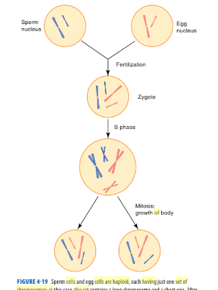 Solved Please help!!! Need ASAP 21. During zygotene stage | Chegg.com