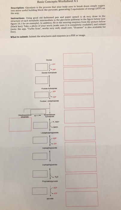 Solved Basic Concepts Worksheet 4.1 Description: Glycolysis | Chegg.com