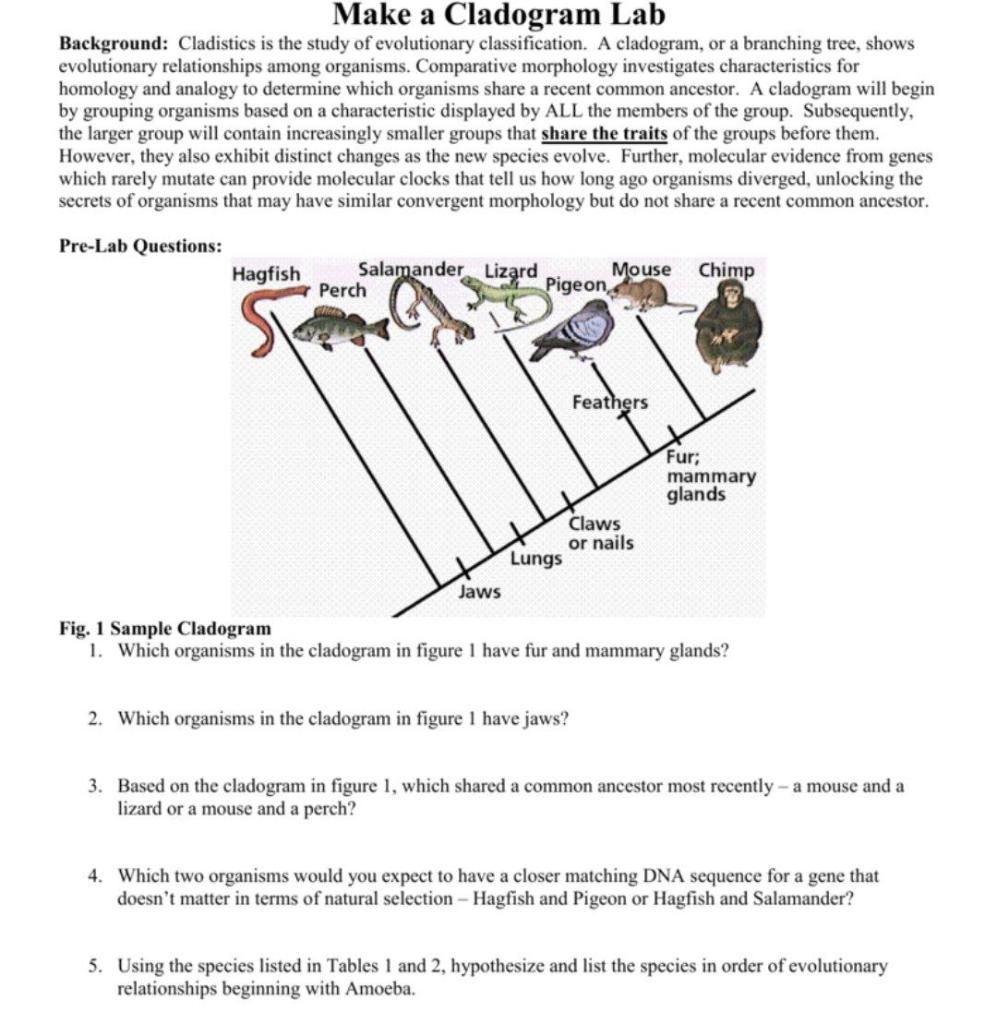 Solved Make A Cladogram Lab Background Cladistics Is The Chegg