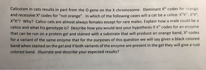 Solved Calicoism in cats results in part from the O gene on | Chegg.com