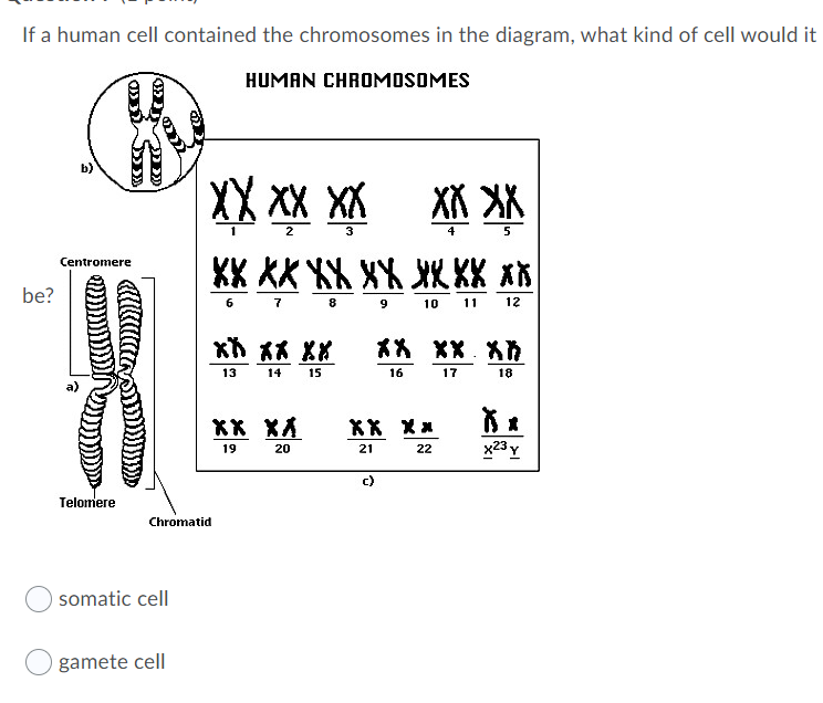 human cell chromosomes