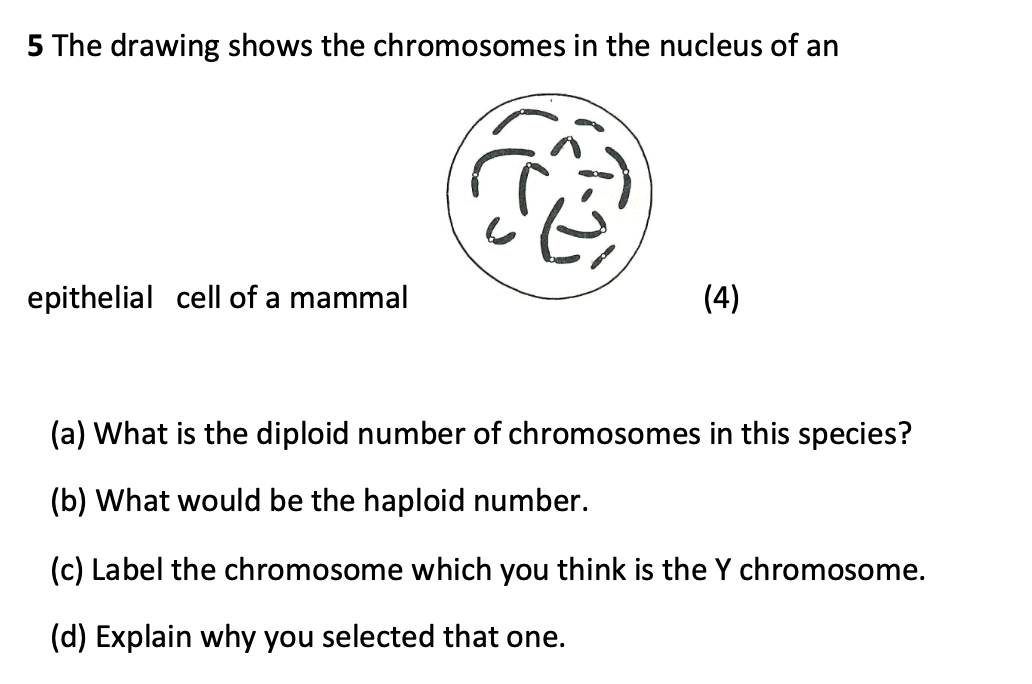 Solved 5 The drawing shows the chromosomes in the nucleus of | Chegg.com