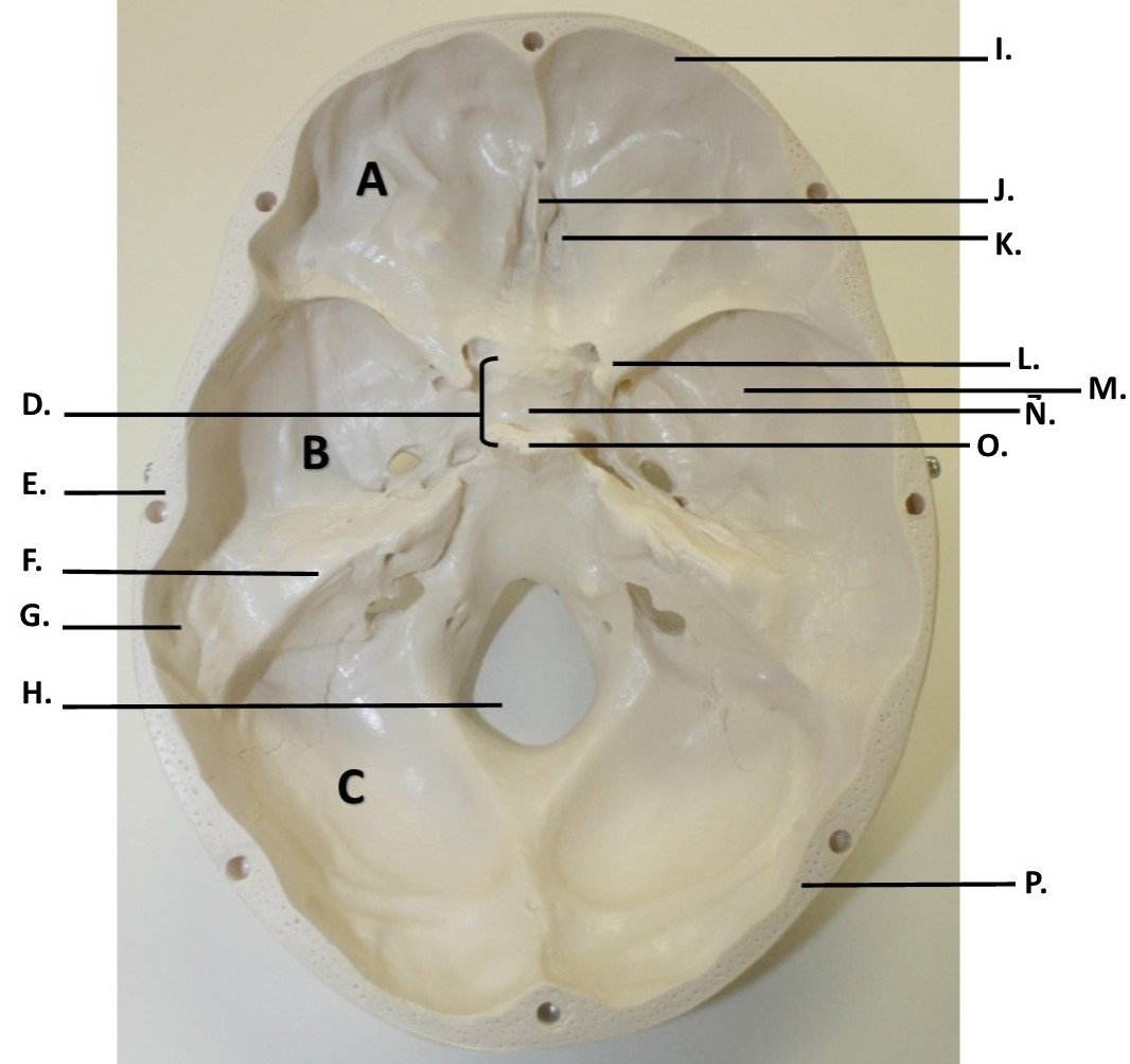 Solved A. B. c. G. F. D. E.Fetal Skull lateral view Fetal | Chegg.com