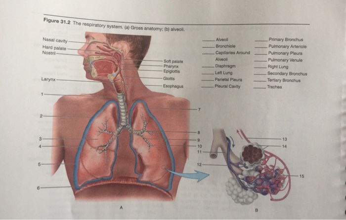 Solved Figure 31.2 The respiratory system. (a) Gross | Chegg.com