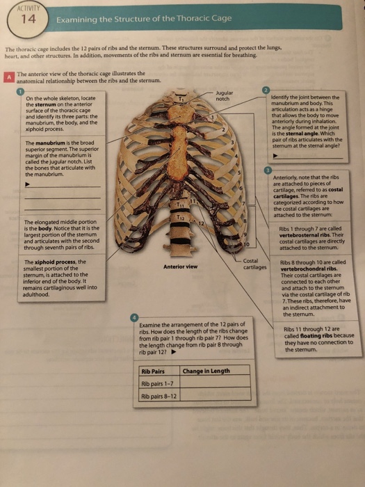 Solved Classifying Bones According to Location Bones can be | Chegg.com