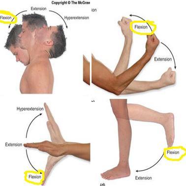 movements of synovial joints