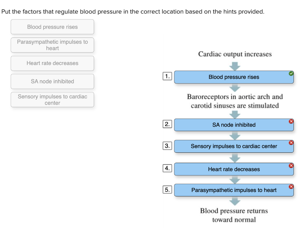 Solved Put the factors that regulate blood pressure in the | Chegg.com
