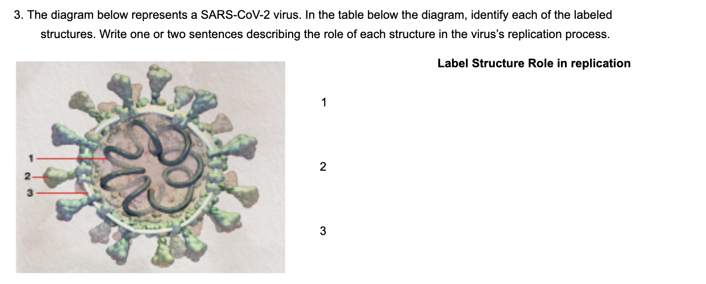 3. The diagram below represents a SARS-CoV-2 virus. | Chegg.com